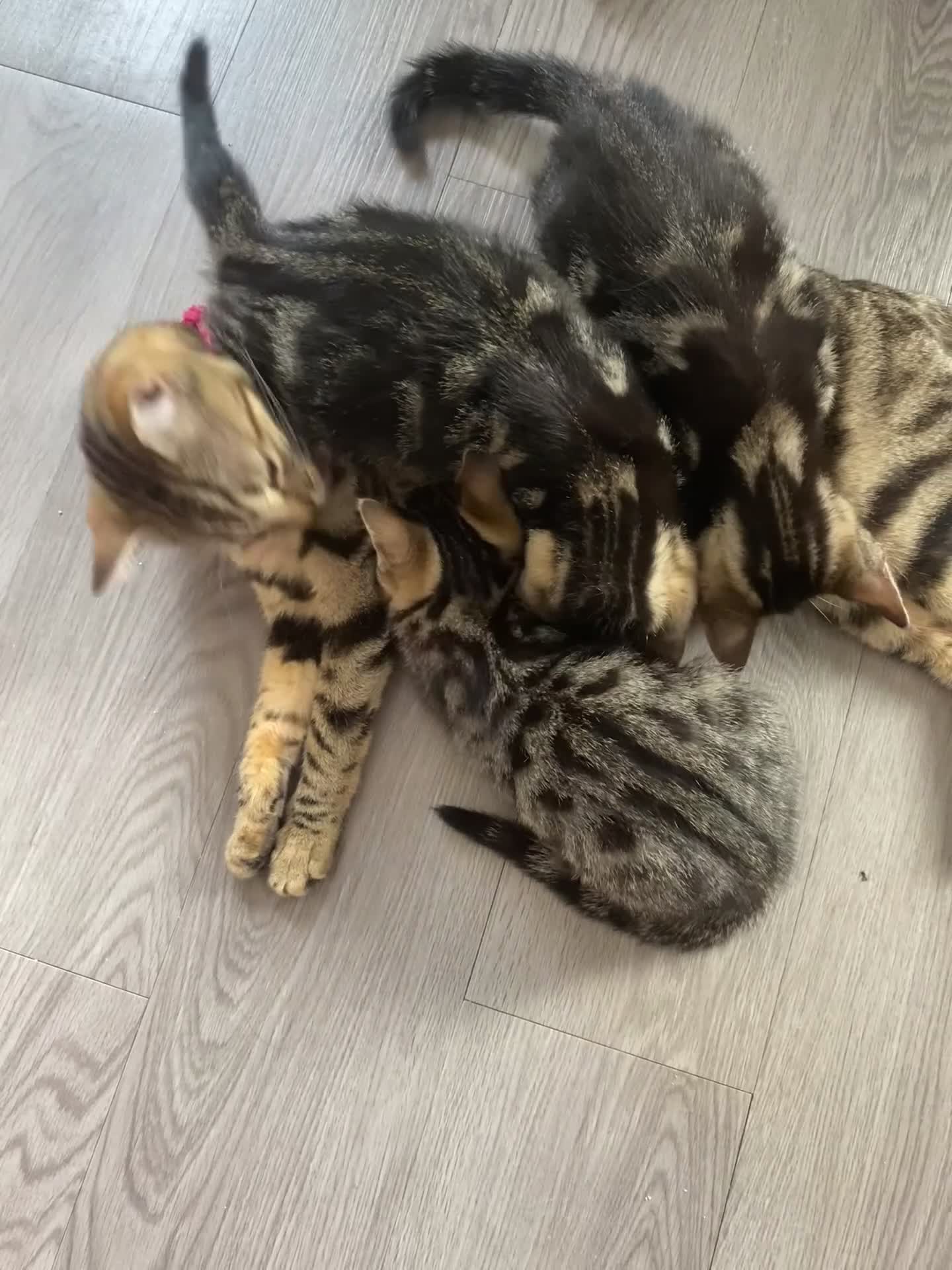 Bengal cats for sale:  Bengal kittens, ready to go! ❤️🏡 - Video 2