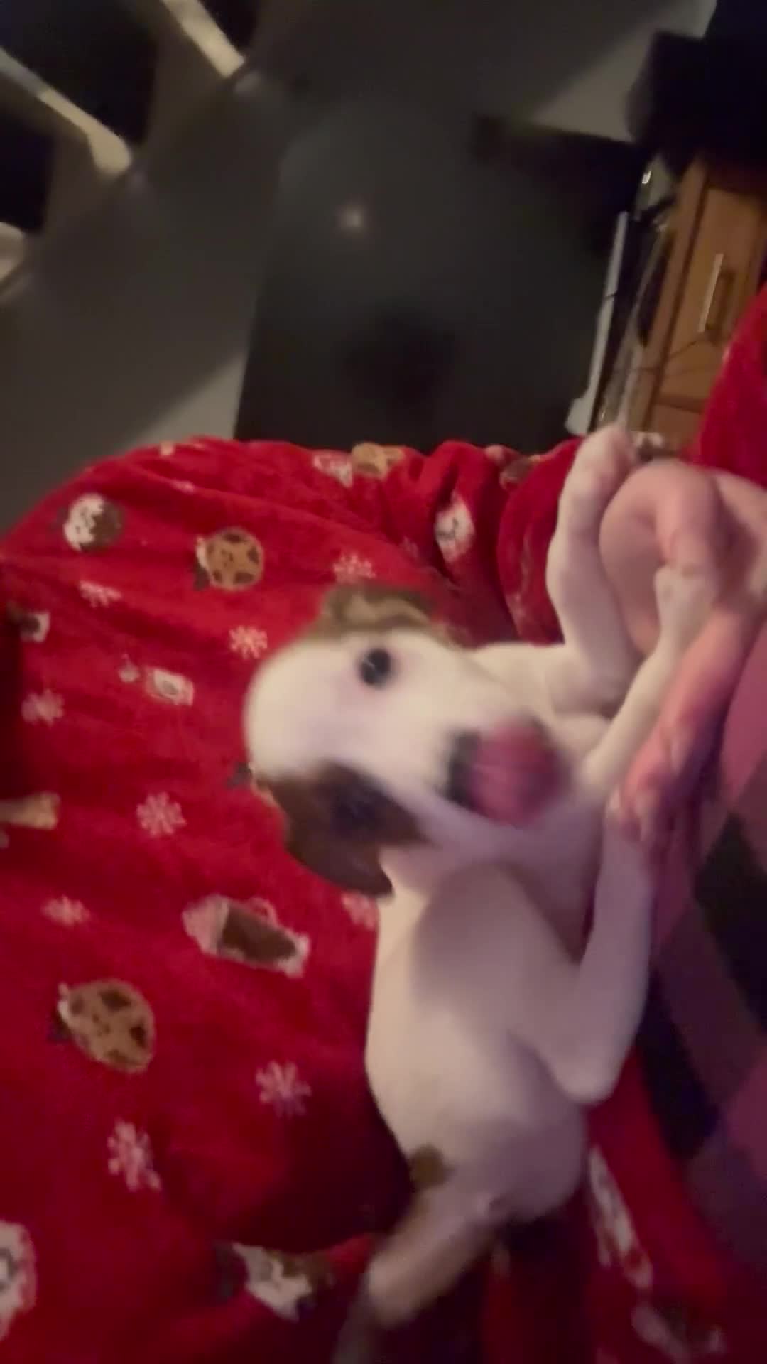 Jack Russell dogs for sale: Jack Russell’s  - Video 1