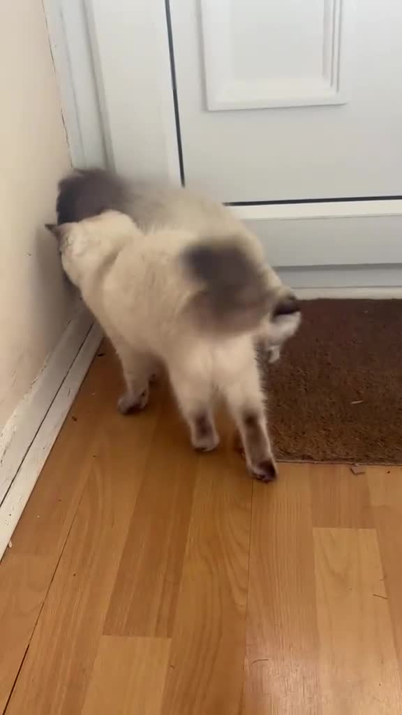 Ragdoll cats for sale: Ragdoll pair - Video 1