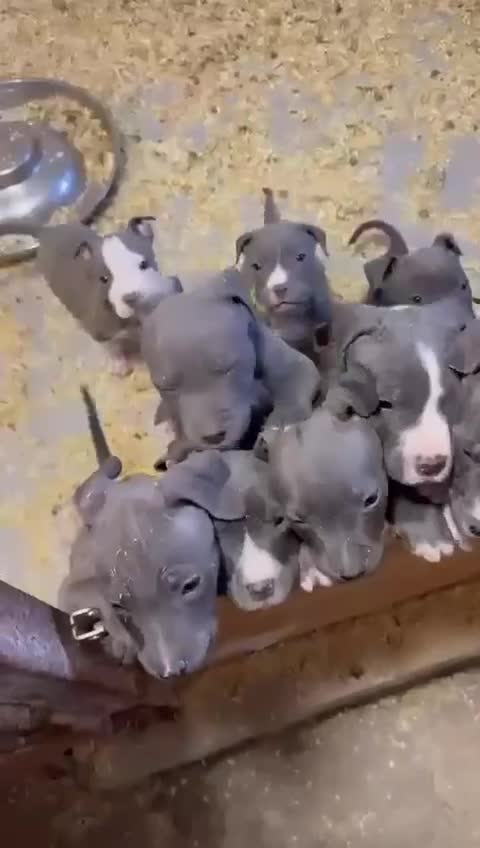 Staffordshire Bull Terrier dogs for sale: ❤️ Staffordshire beautiful puppies ❤️ - Video 1