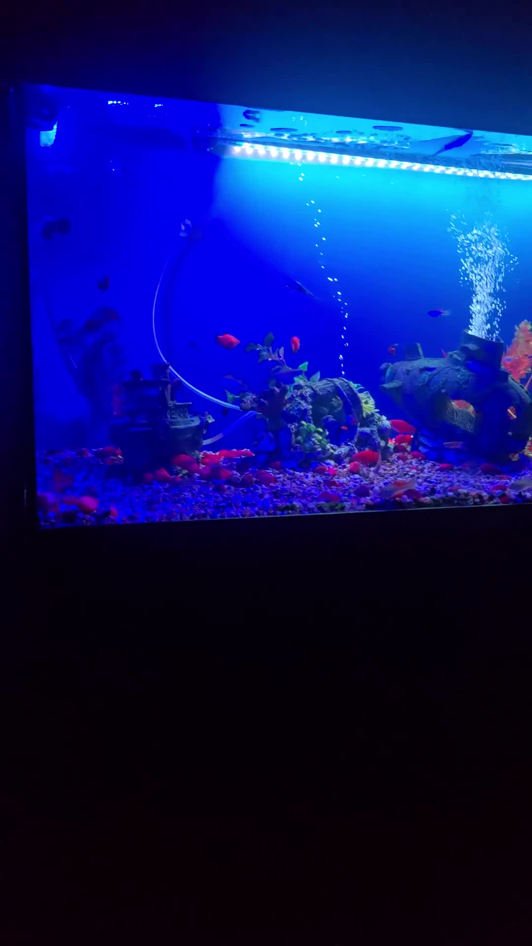 Other/Mixed Breed fish for sale: Tropical mix fish with aquarium  - Video 1