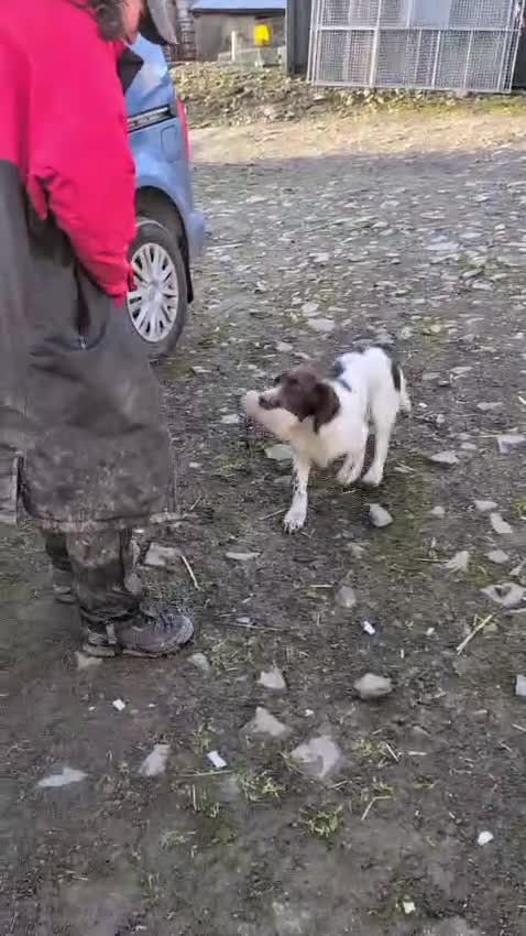 English Springer Spaniel dogs for sale: Talented Young Gundog  - Video 2