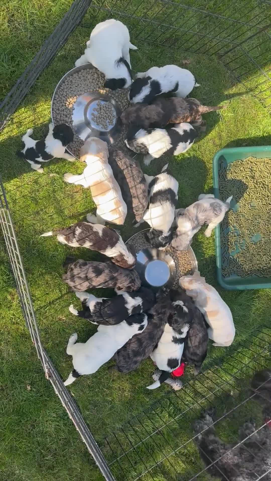 Cockapoo dogs for sale: PRICE REDUCED - READY NOW Chunky Parti Cockapoos in Milton Keynes - Video 3