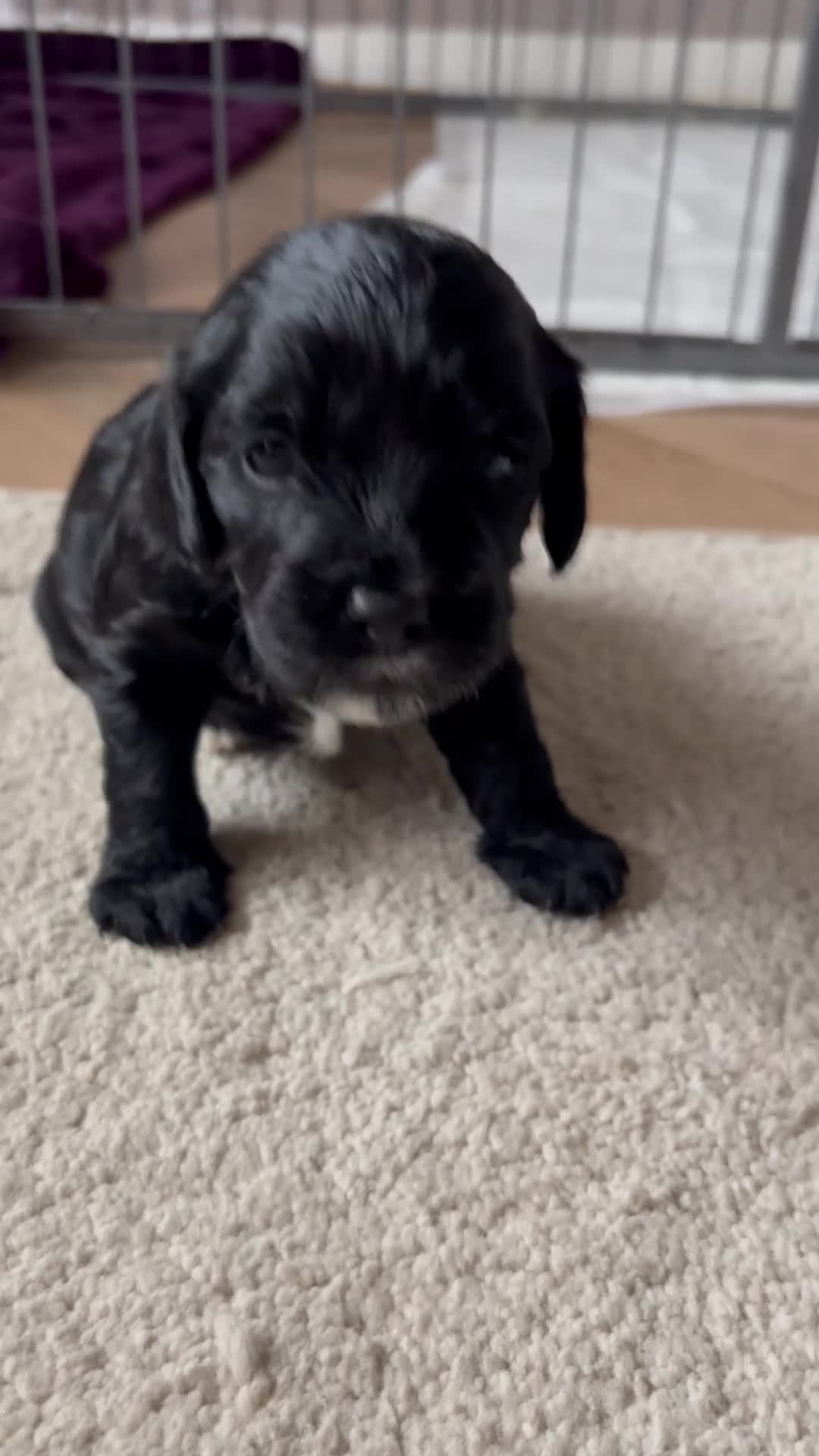 Cavapoo dogs for sale: 4 Beautiful Cavapoo puppies - Video 3