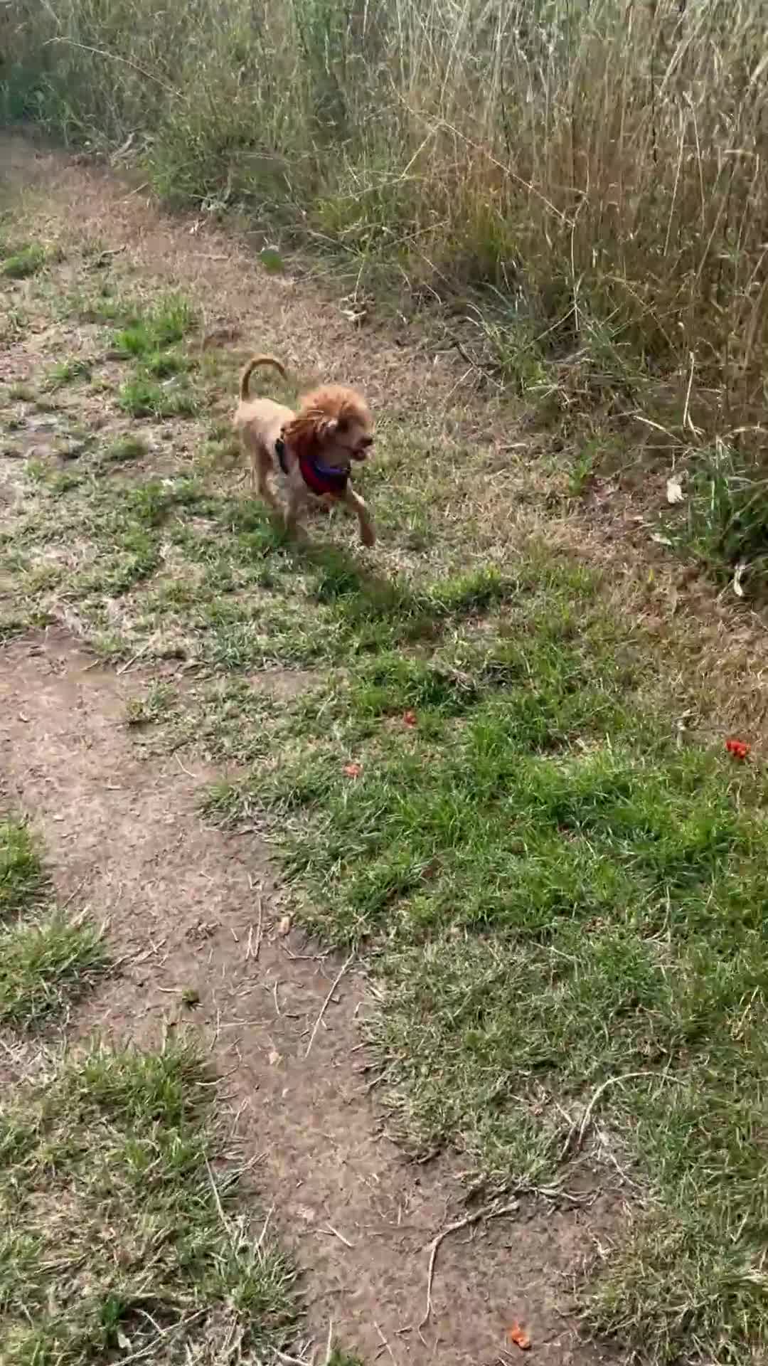 Toy Poodle dogs for sale: Teddi female 6’m old tiny Kc toy poodle  in Chichester - Video 4