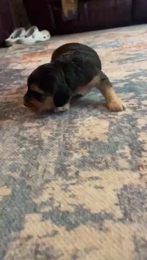 Cockapoo dogs for sale: STUNNING PHANTOM PUPS EXTENSIVE DNA TESTED  - Video 1