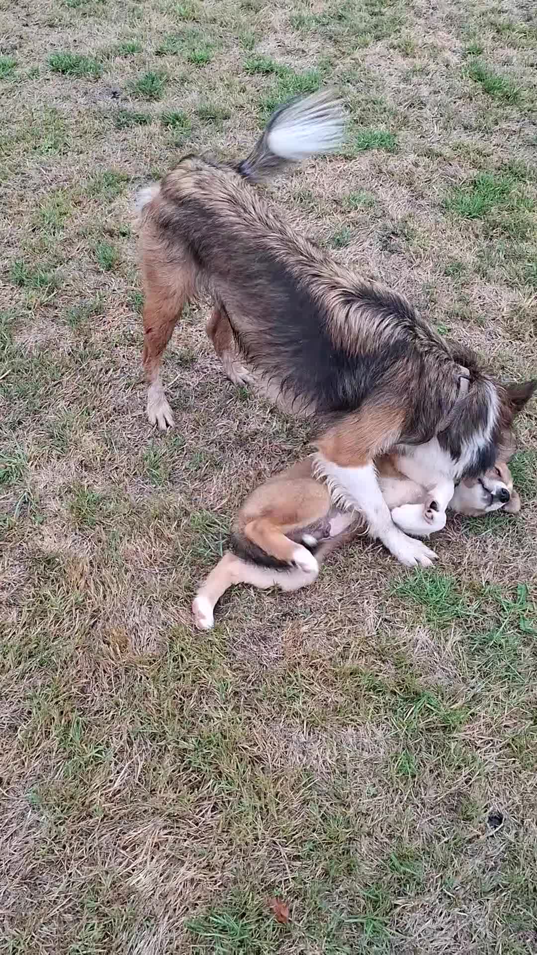 Border Collie dogs for sale: Reduced LAST  BOY LOOKING FOR HOME🌟 - Video 2
