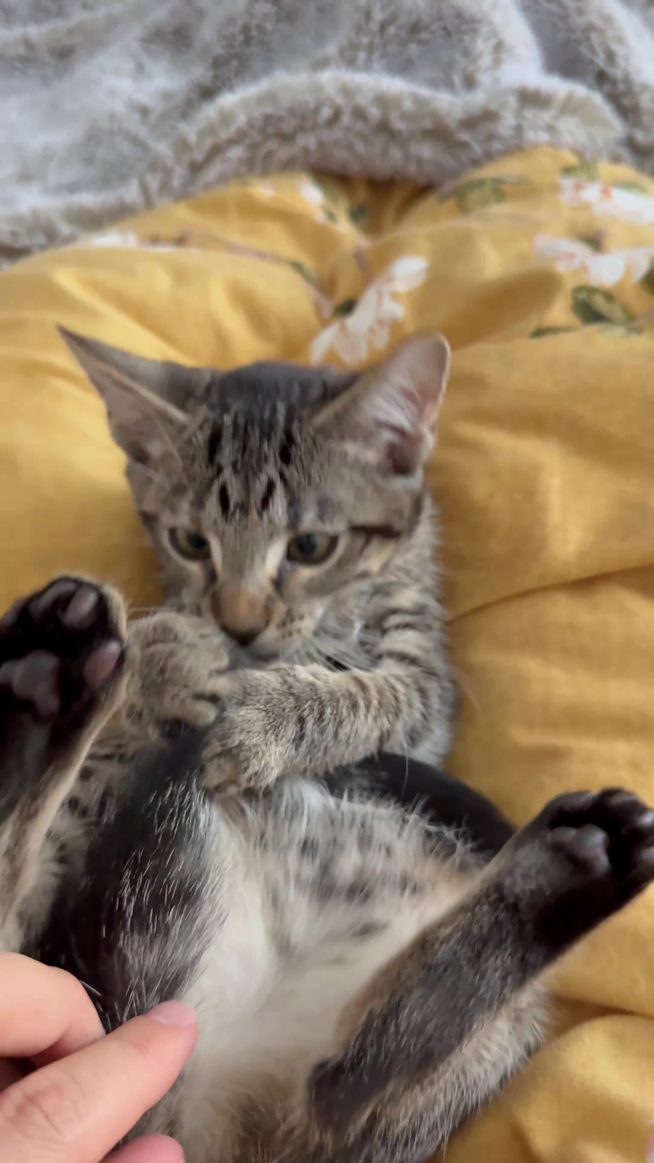 Domestic Shorthair cats for sale: Amazing domestic shorthair tabby kitty  - Video 2