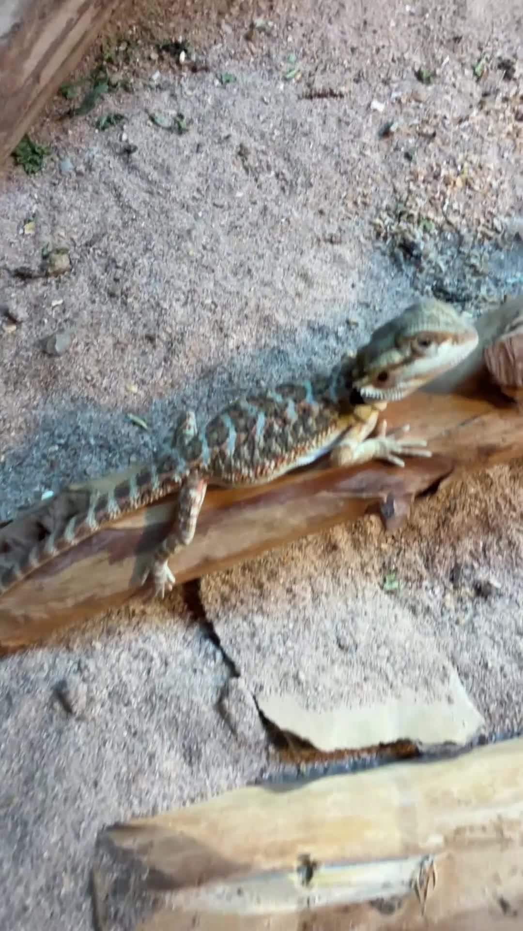 Bearded Dragon reptiles for sale: 5 stunning Baby beared dragons - Video 1