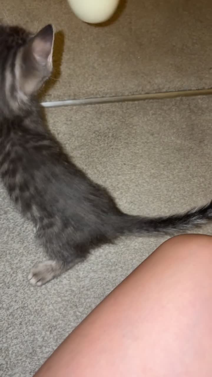 Mixed Breed cats for sale: 3 Hand-Reared Kittens Looking for Loving Homes - Video 2