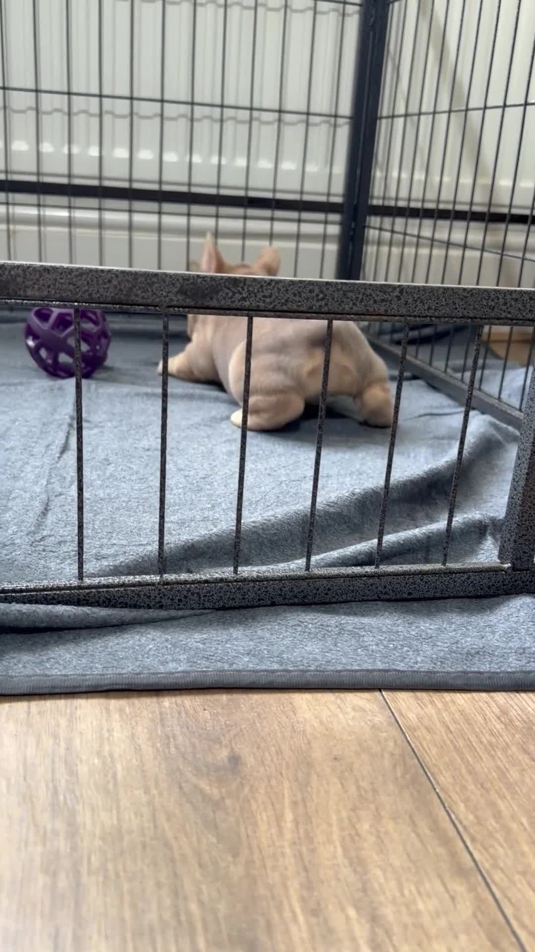 French Bulldog dogs for sale: New Shade Isabella  Puppies/Last boy - Video 1