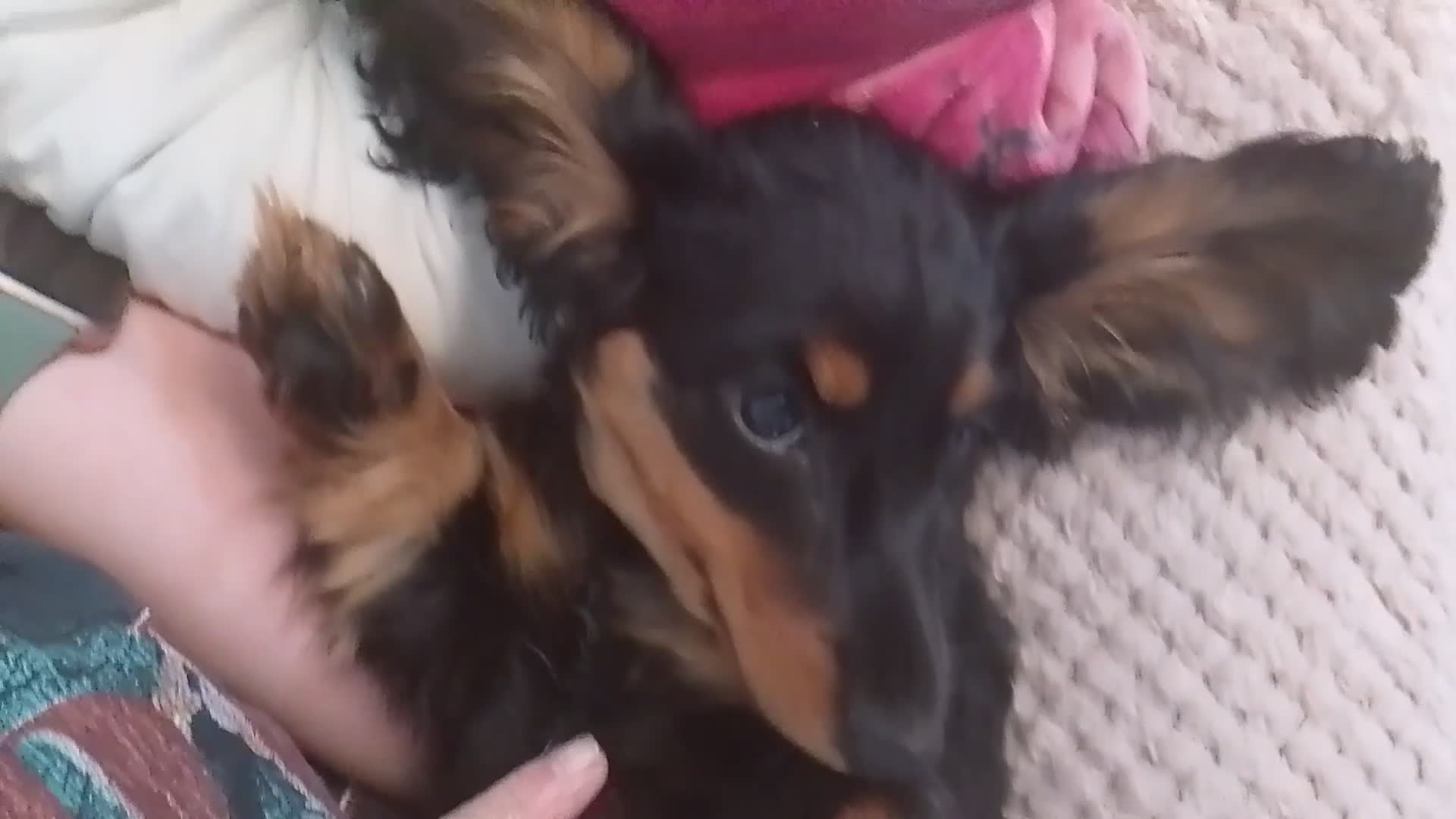 Miniature Dachshund dogs for sale: 🌟Dapple & Black Tan PRA Clear KC reg – June 26🌟 - Video 2