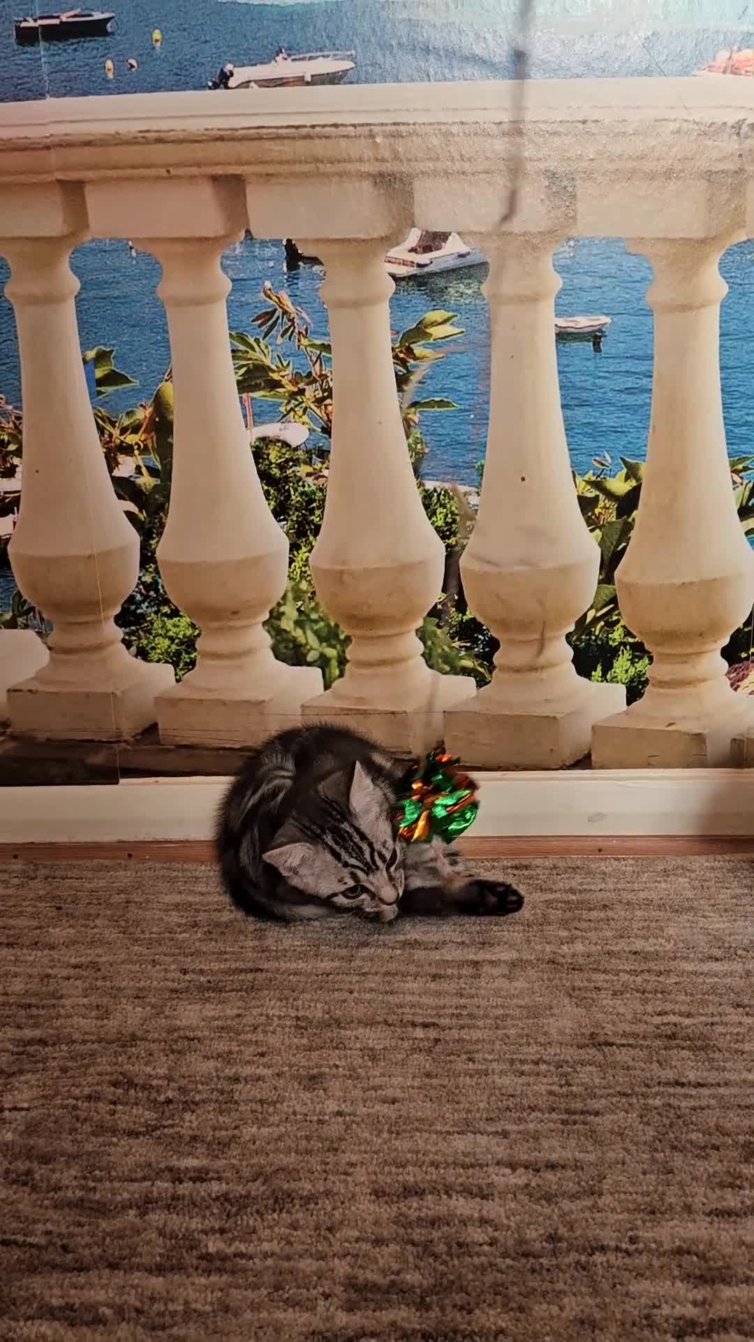British Shorthair cats for sale: British Shorthair - Video 1