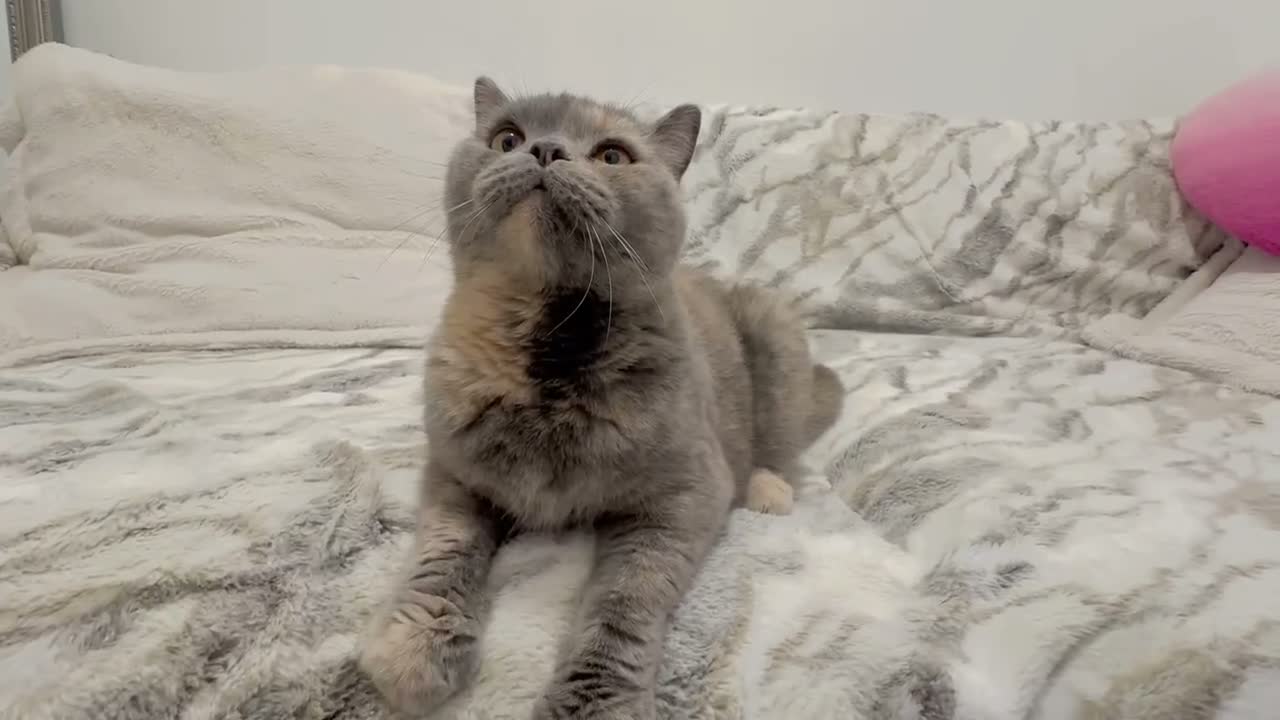 British Shorthair cats for sale: Sophie GCCF registered active BSH - Video 2
