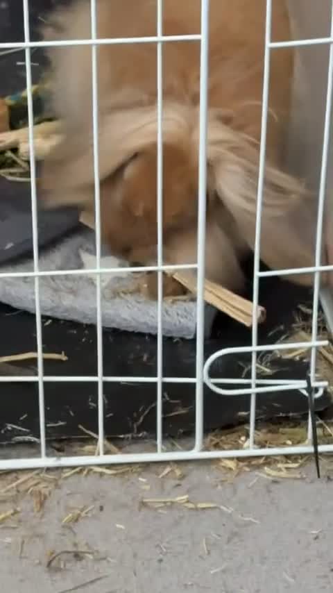Lionhead rabbits for sale: indoor lionhead  - Video 1
