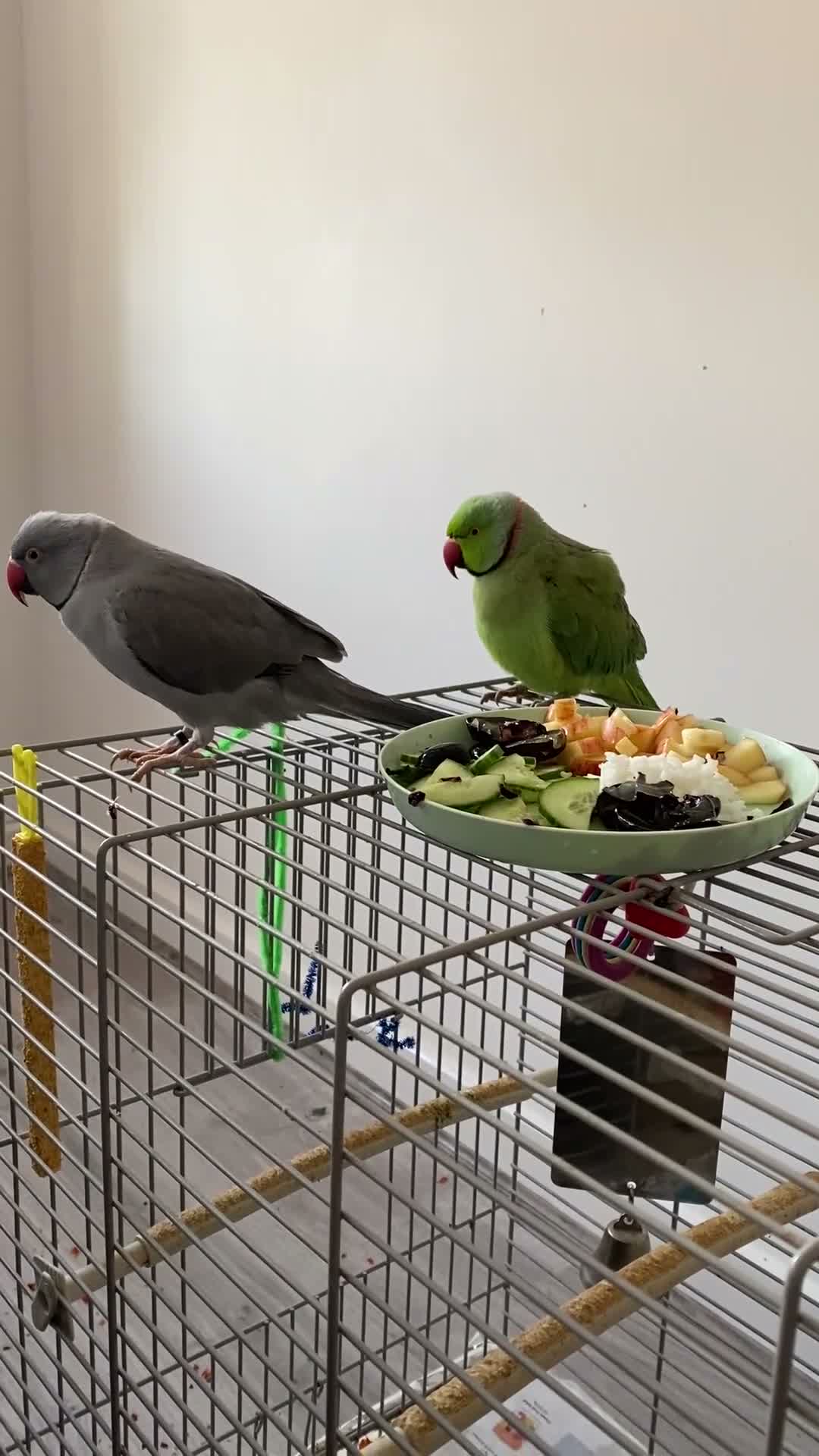Ringnecks birds for sale: Rambo – Male Indian Ringneck  - Video 1
