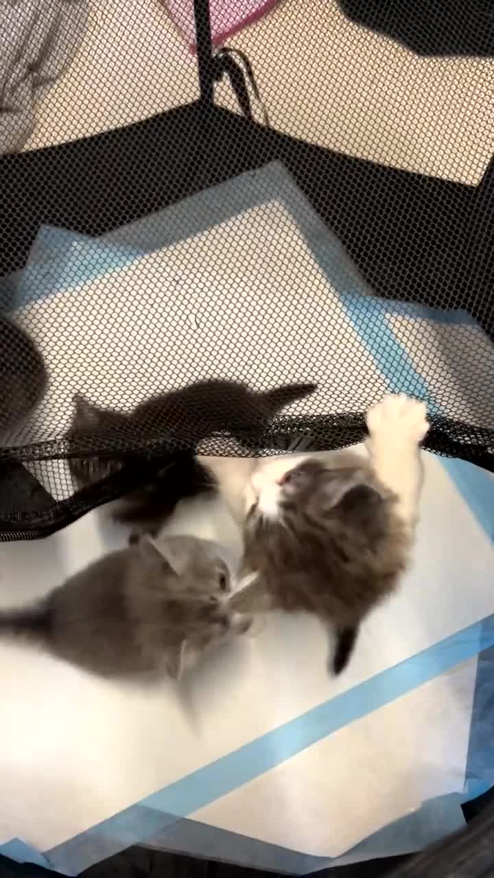 Persian cats for sale: ragdoll x persian kitties  - Video 1