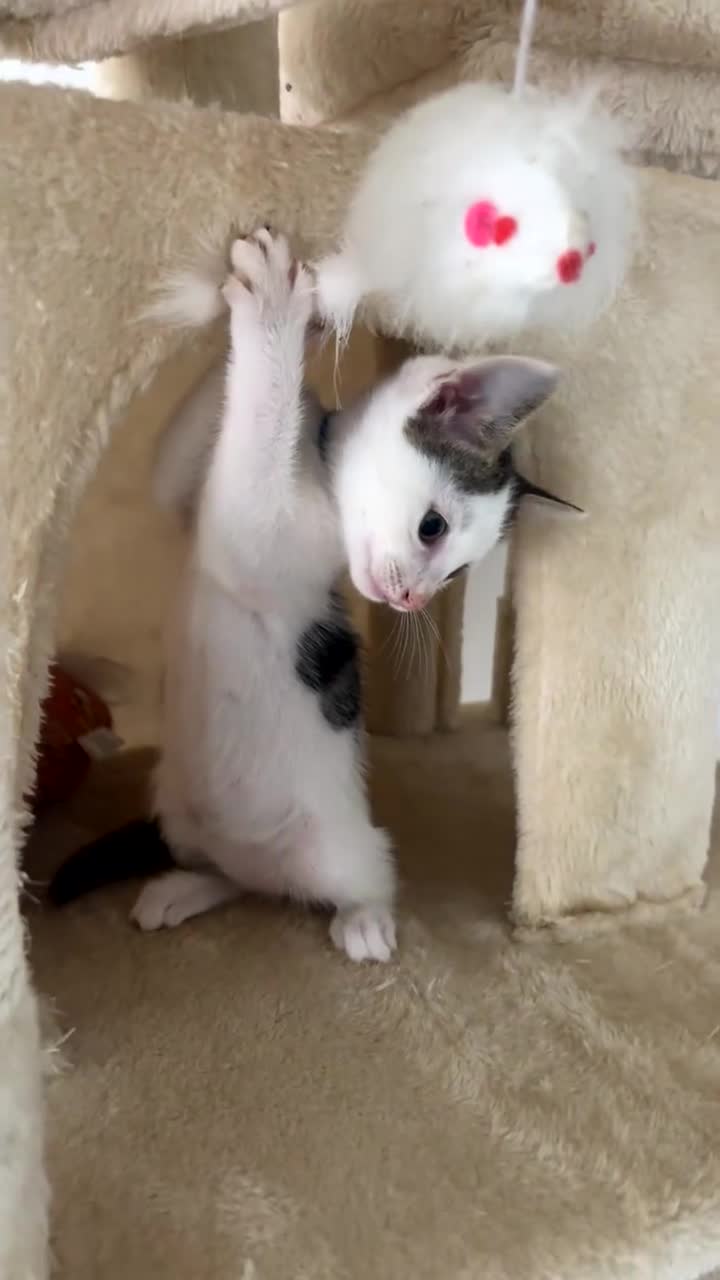 Savannah cats for sale: F4 Savannah x British Shorthair Kittens Available - Video 2