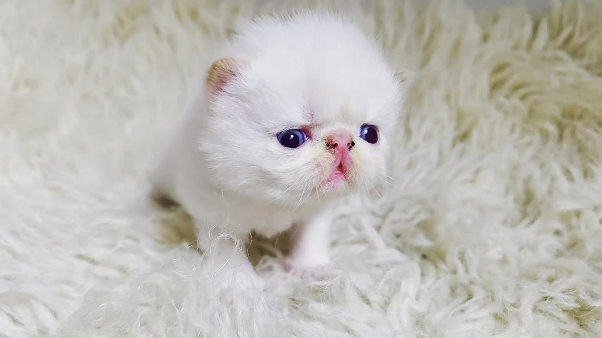 Persian cats for sale: Beautiful and Rare Purebred Persian Kittens - Video 1
