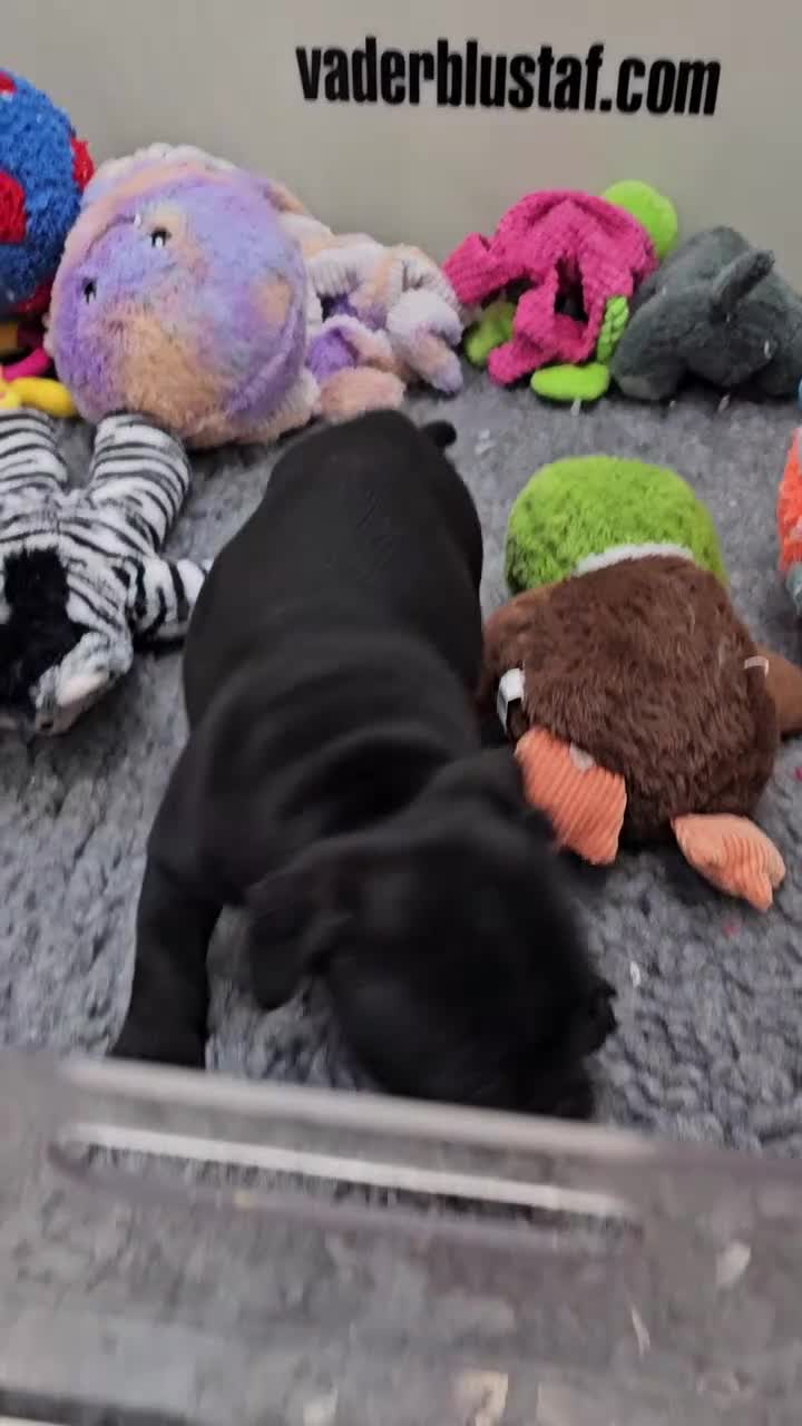 Staffordshire Bull Terrier dogs for stud: The one & only 'Mr T' Champ Sired - Video 1