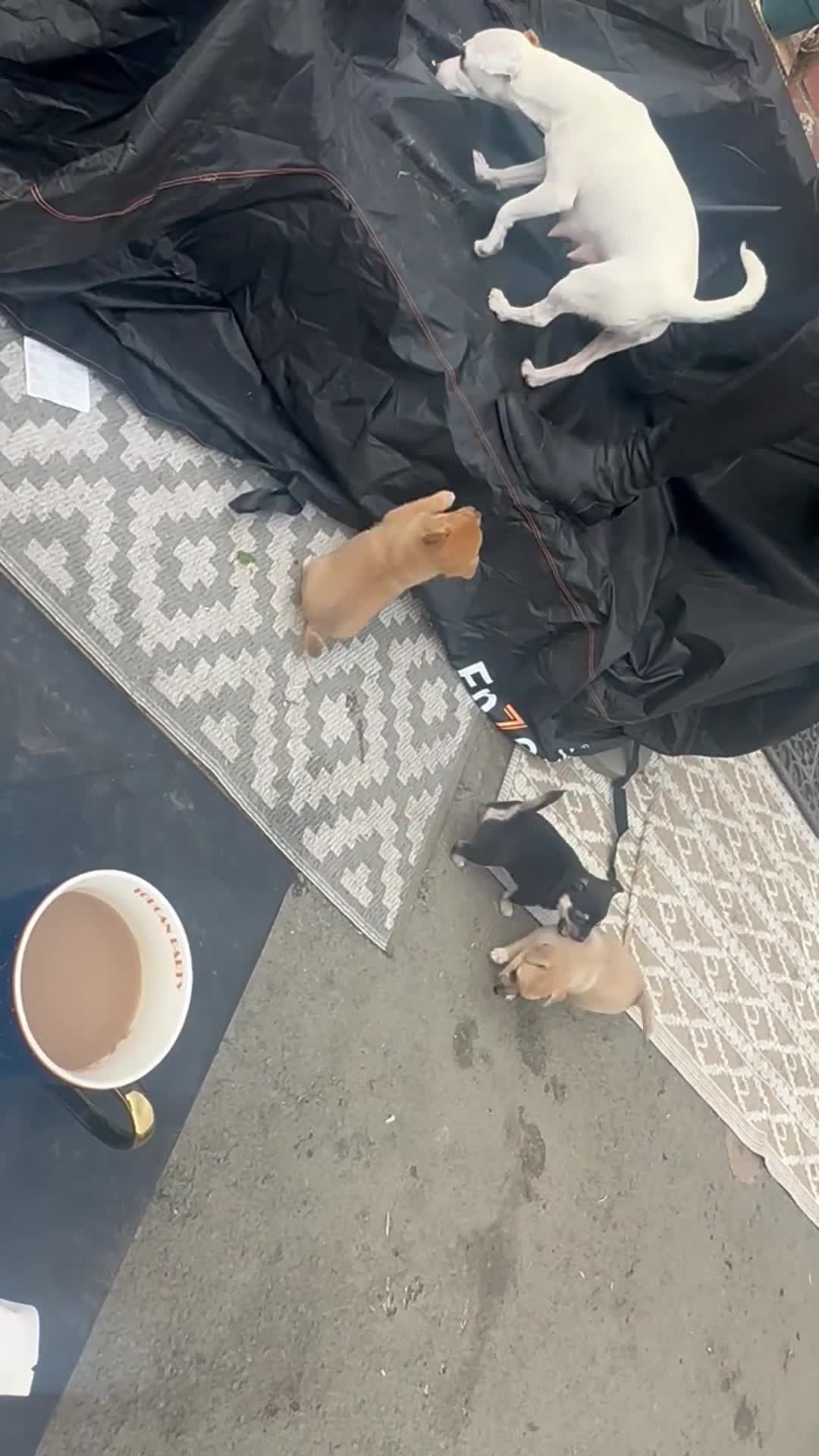 Mixed Breed dogs for sale:  Beautiful puppies  - Video 1