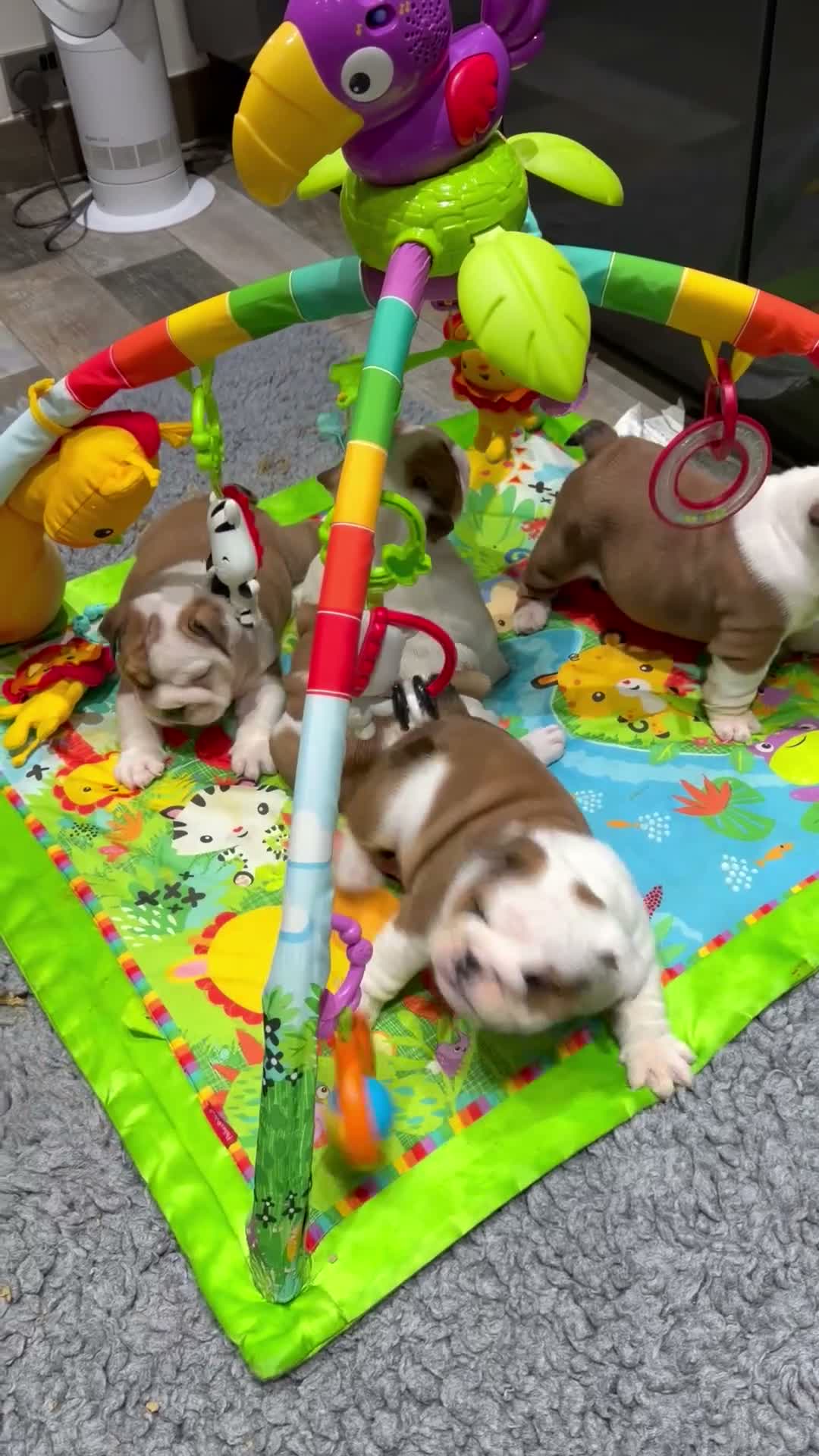 English Bulldog dogs for sale: KC British Bulldog Puppies - Video 1