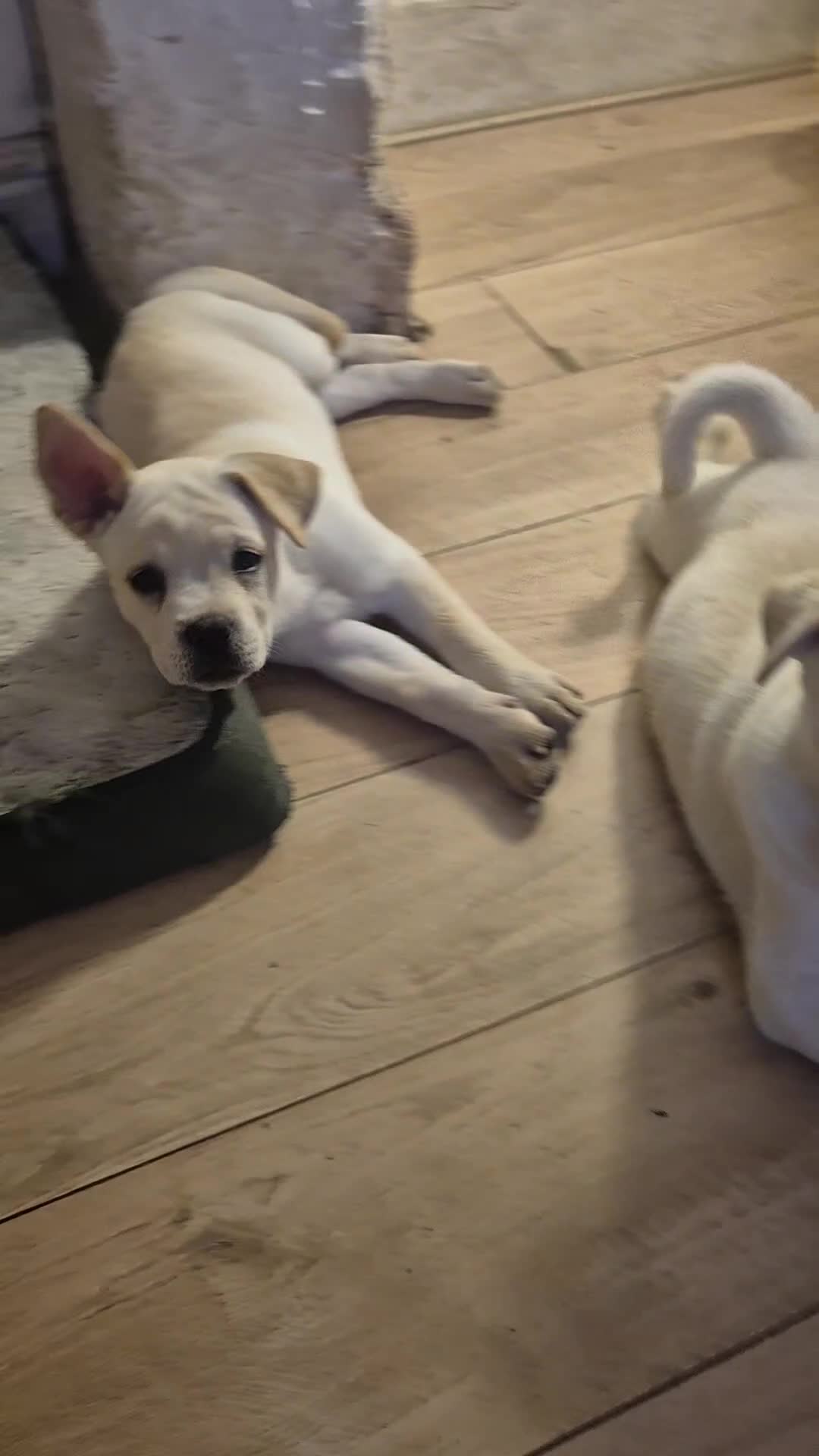 Mixed Breed dogs for sale: 3 Cane Corso female x Husky male9 weeks old ready - Video 3