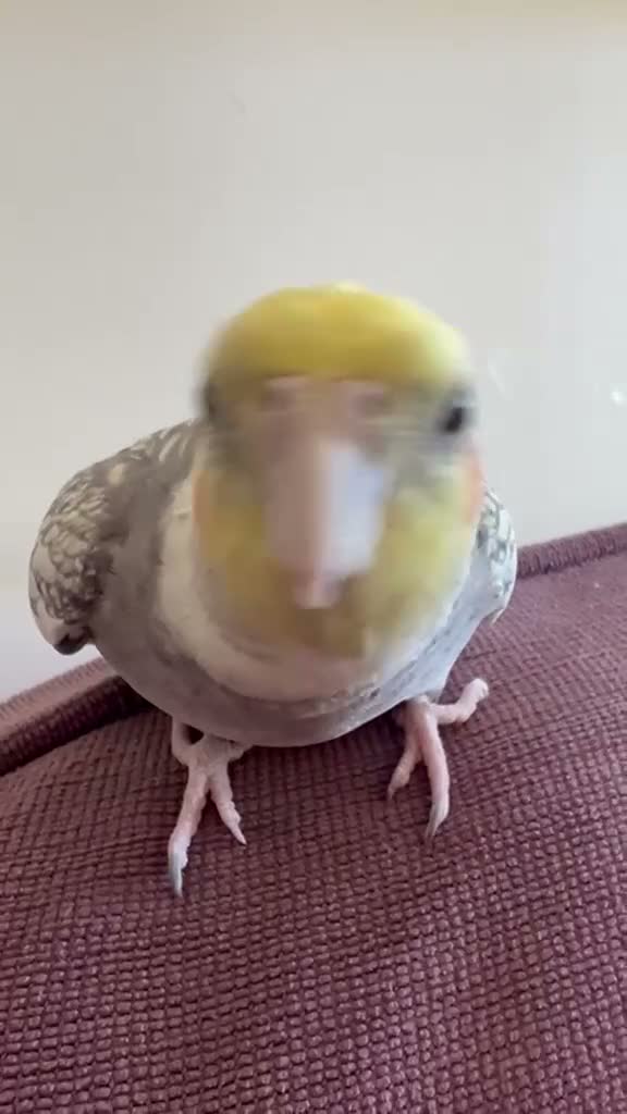 Cockatiels birds for sale: Musical, Friendly & Beautiful Cockatiel in Newton Abbot - Video 2