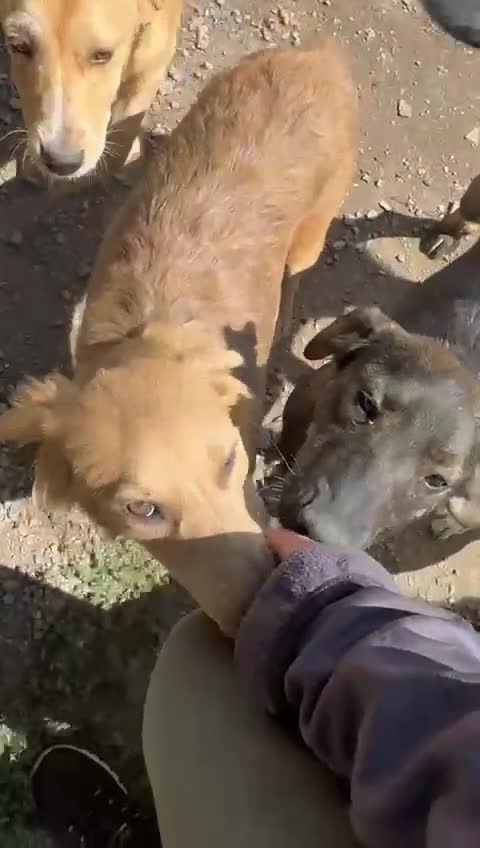 Mixed Breed dogs for adoption: THEO - a Superb Puppy Boy, for a Loving Home - Video 1