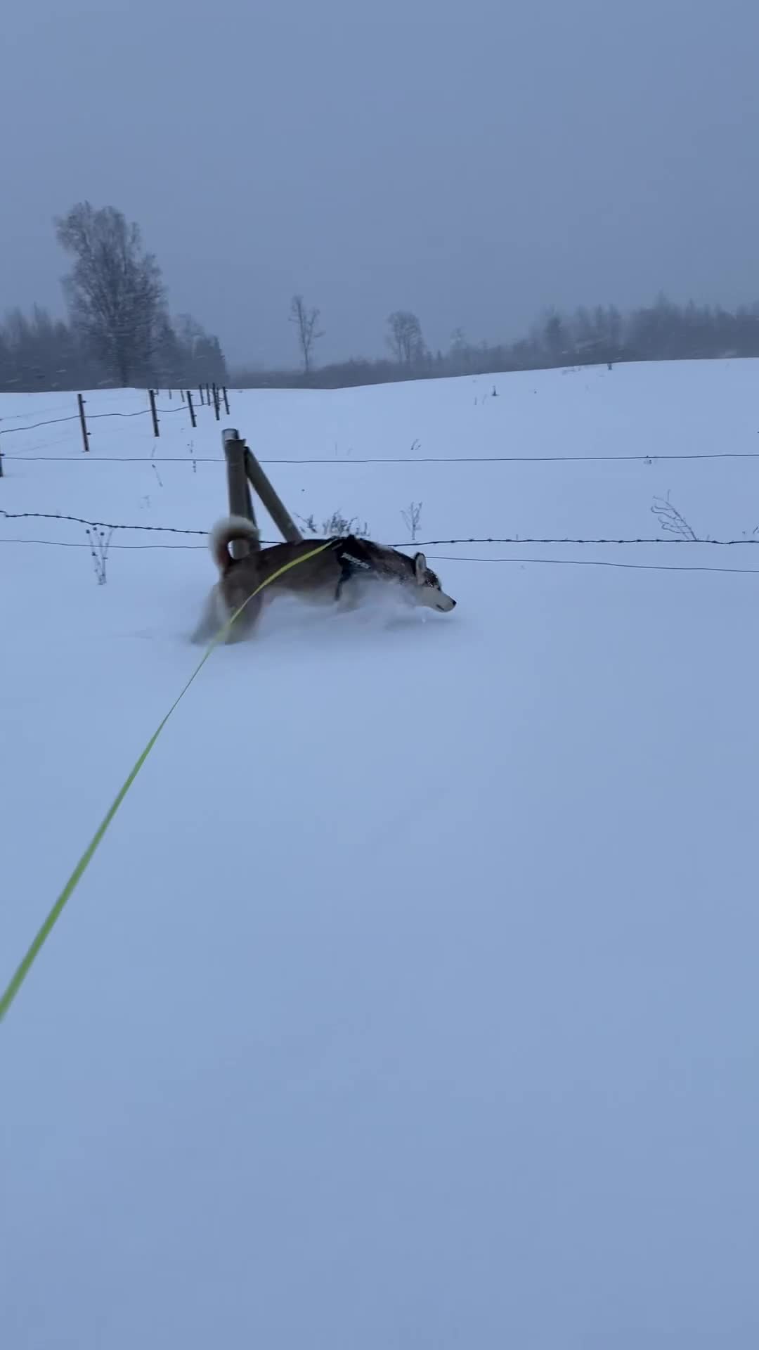 Siberian Husky dogs for stud: Imported Blue Eyed, Red & White Husky Stud - Video 2