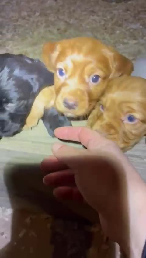 Cocker Spaniel dogs for sale: Gamekeeper bred Working Cocker Spaniels - Video 1