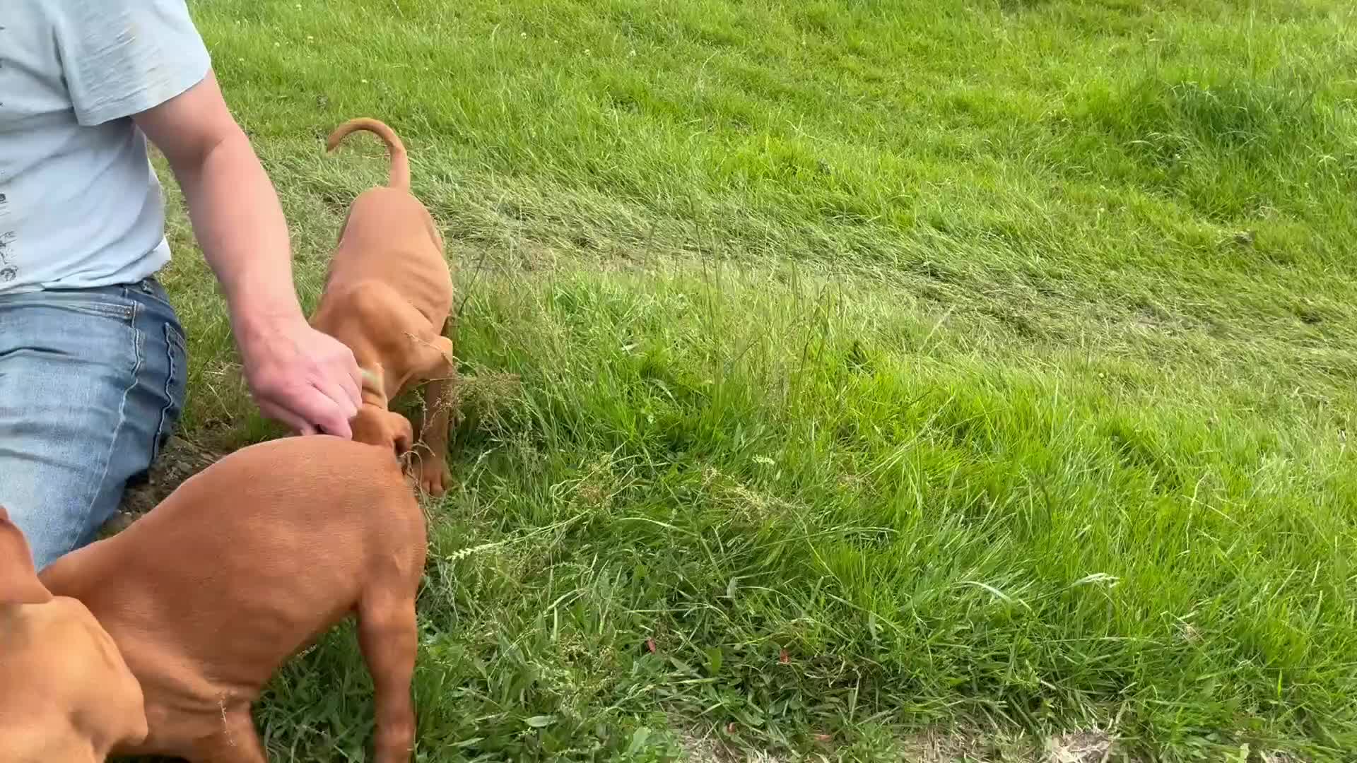 Hungarian Vizsla dogs for sale: 🐶Adorable KC Hungarian Vizsla Puppies 💗🩵 - Video 1