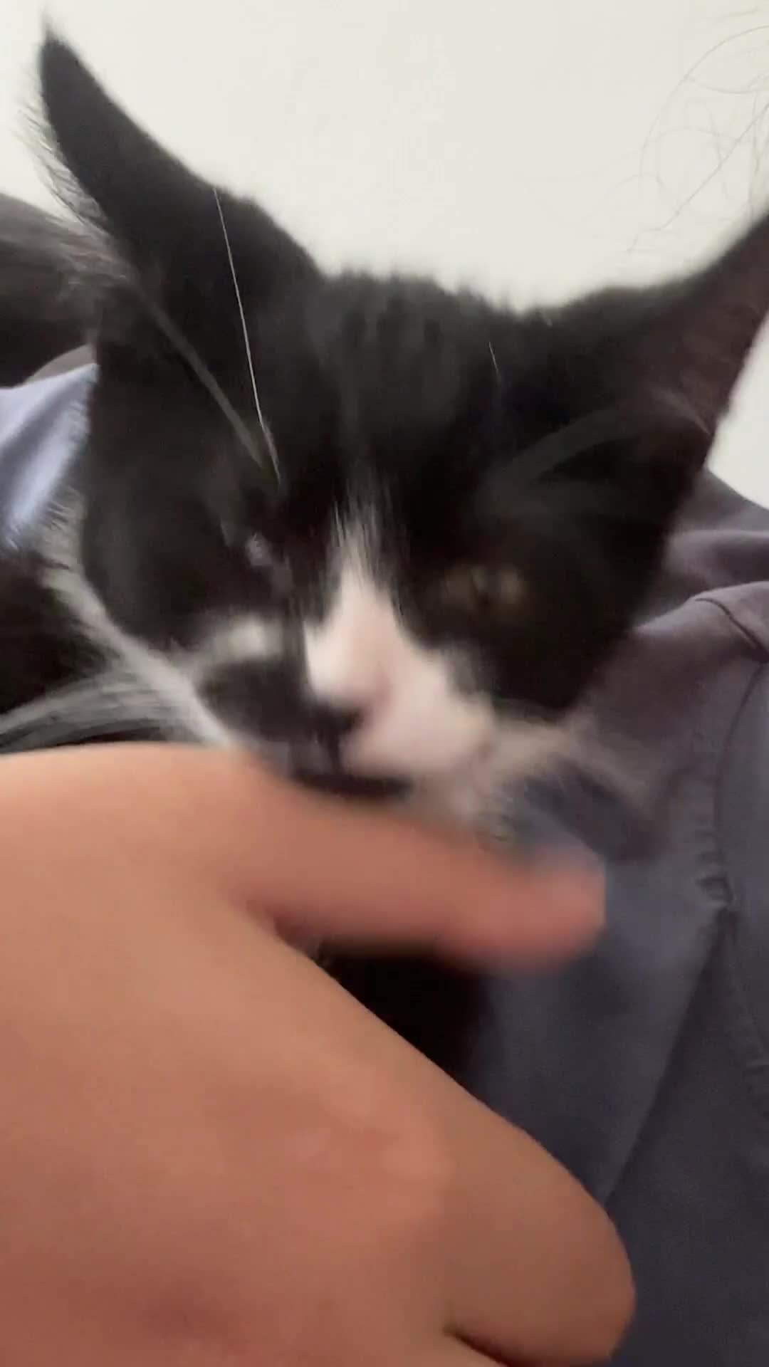 Mixed Breed cats for sale:  Loving Home Wanted for 2 Black & White Cats in Enfield - Video 1