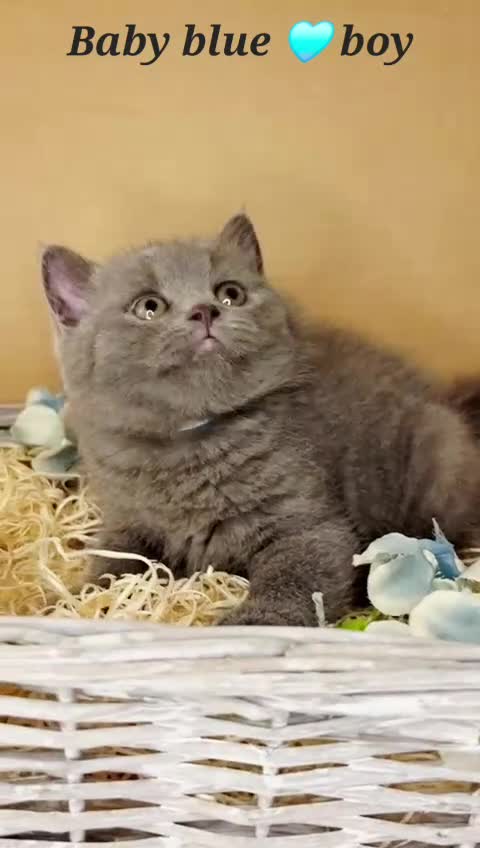 British Shorthair cats for sale: 4 beautiful British short hairs available  - Video 1