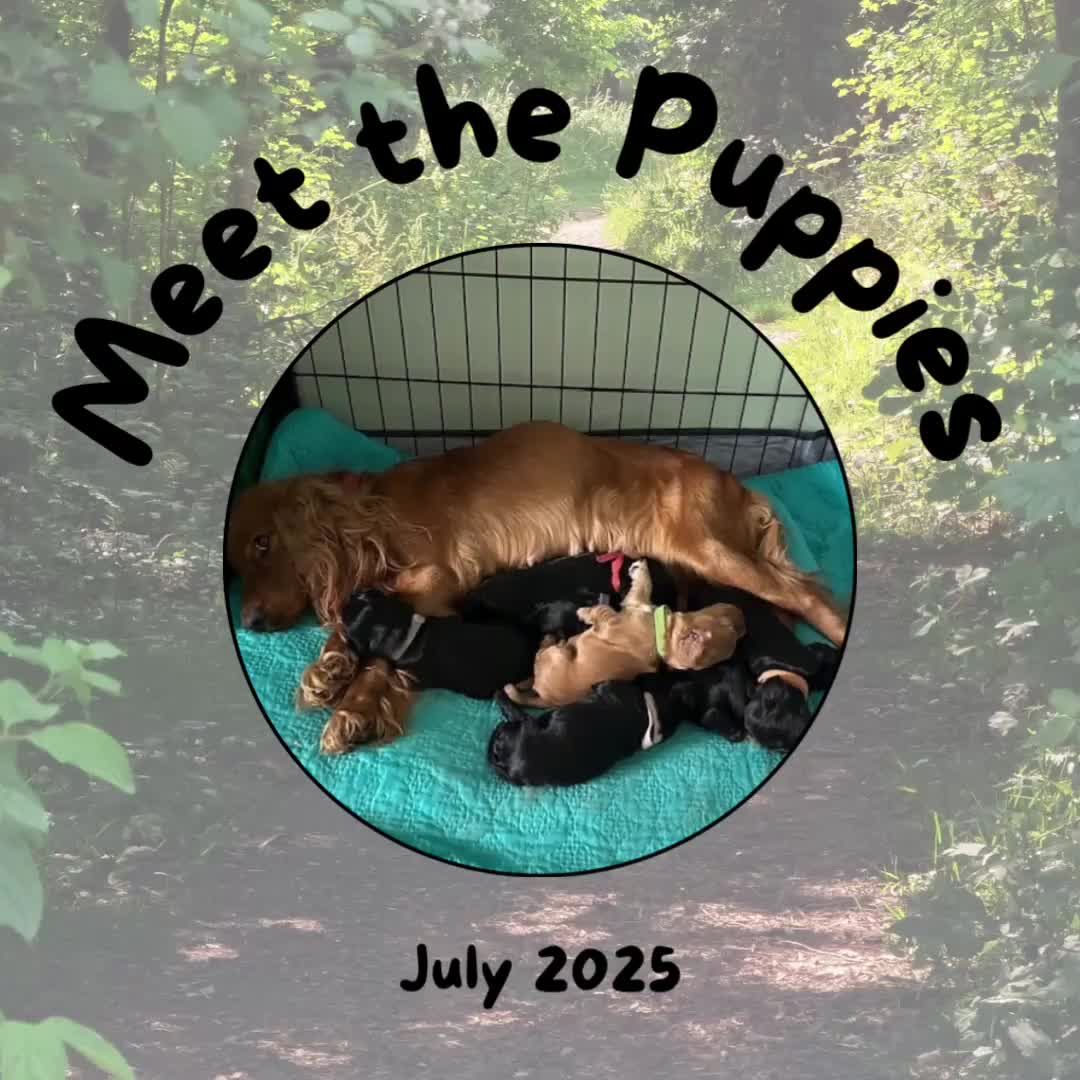 Cocker Spaniel dogs for sale: Beautiful Cocker Spaniel Puppies - Video 1