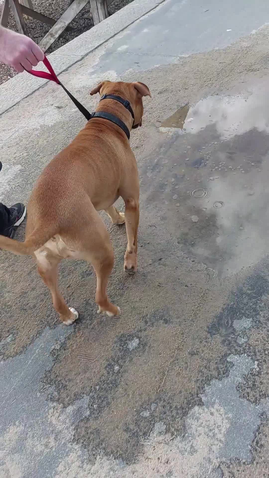 Mixed Breed dogs for sale: Staffordshire bull mastiff cross - Video 1