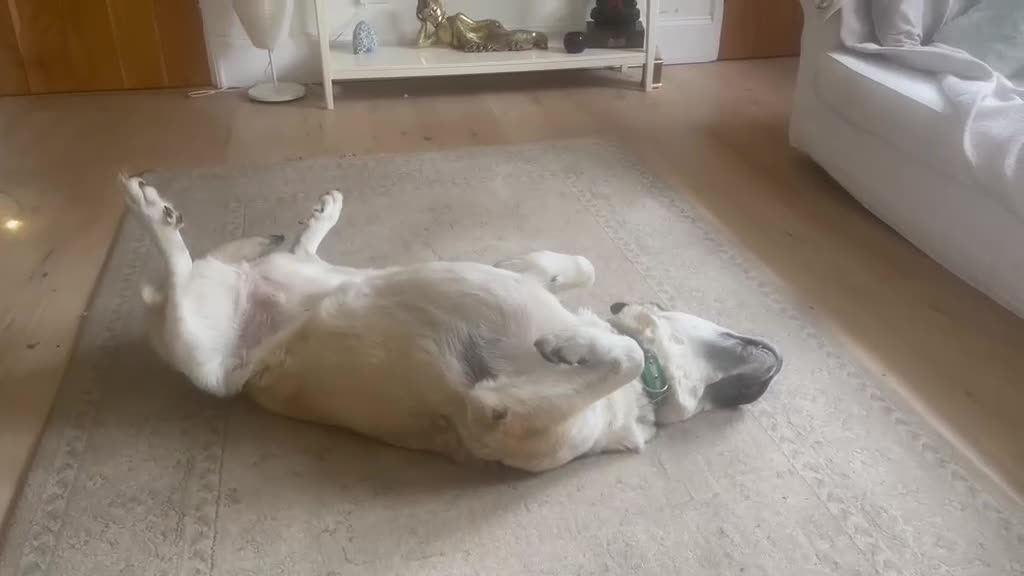 Mixed Breed dogs for adoption: Lovely Lara 🩷🐾 - Video 2
