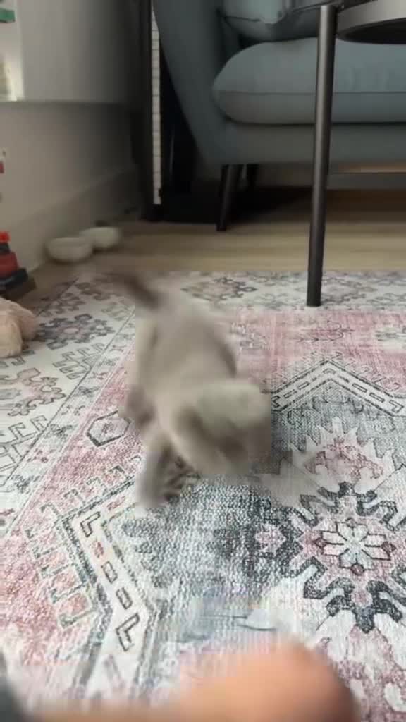 British Shorthair cats for sale: BlueCreamFemale Kitten(Possibly British Shorthair) - Video 2