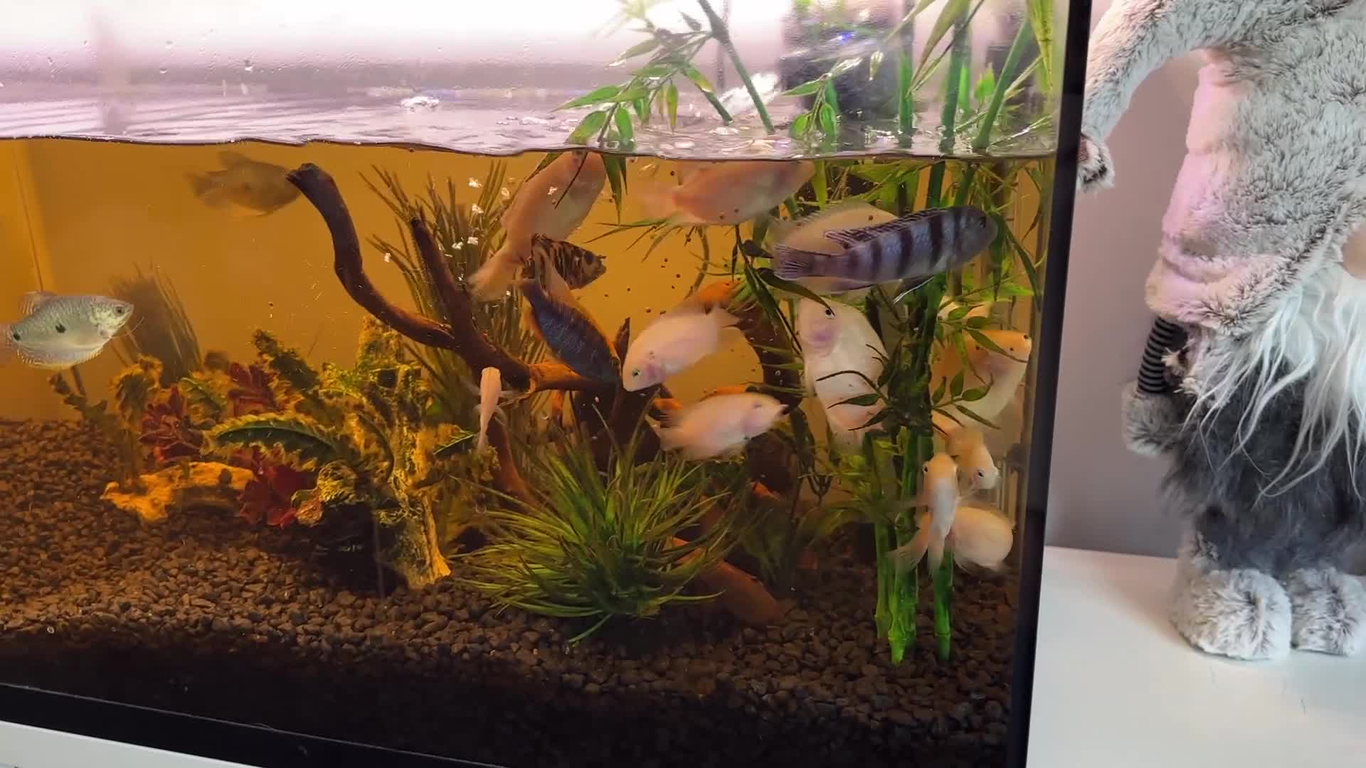 Cichlids fish for sale: Approx 25 cichlids of varying sizes  - Video 1
