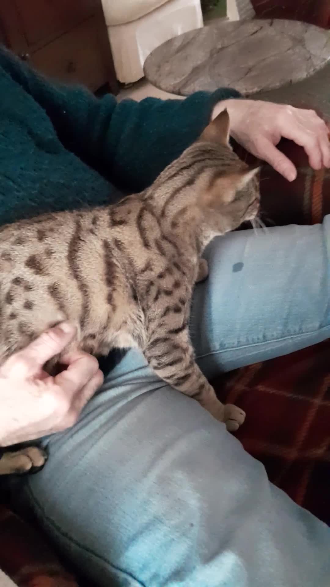 Savannah cats for sale: TICA Reg Full Pedigree F3 Savannah Lady - Video 4
