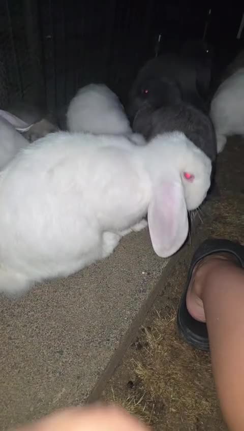 French Lop rabbits for sale: Baby Giant French Lop Rabbits For Sale 🐰 - Video 2