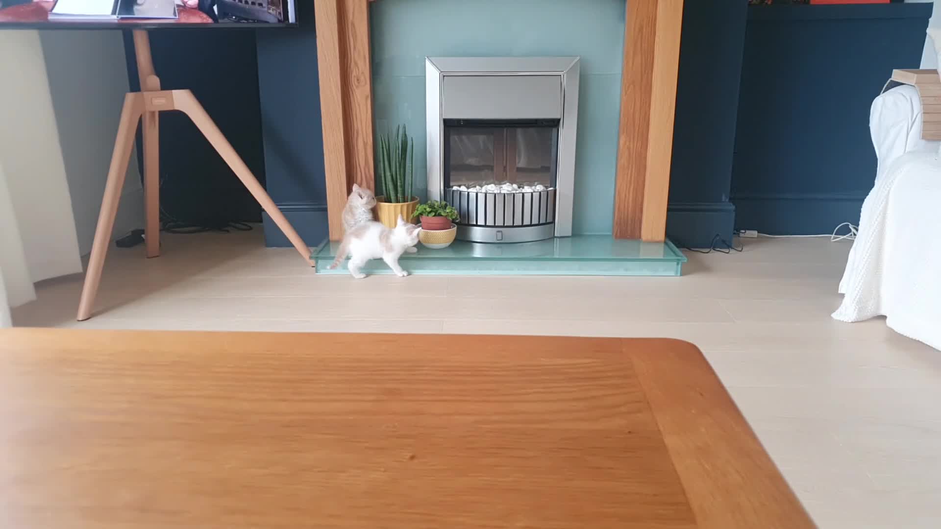 Mixed Breed cats for sale: 1 rare colour gorgeous little boy - Video 1