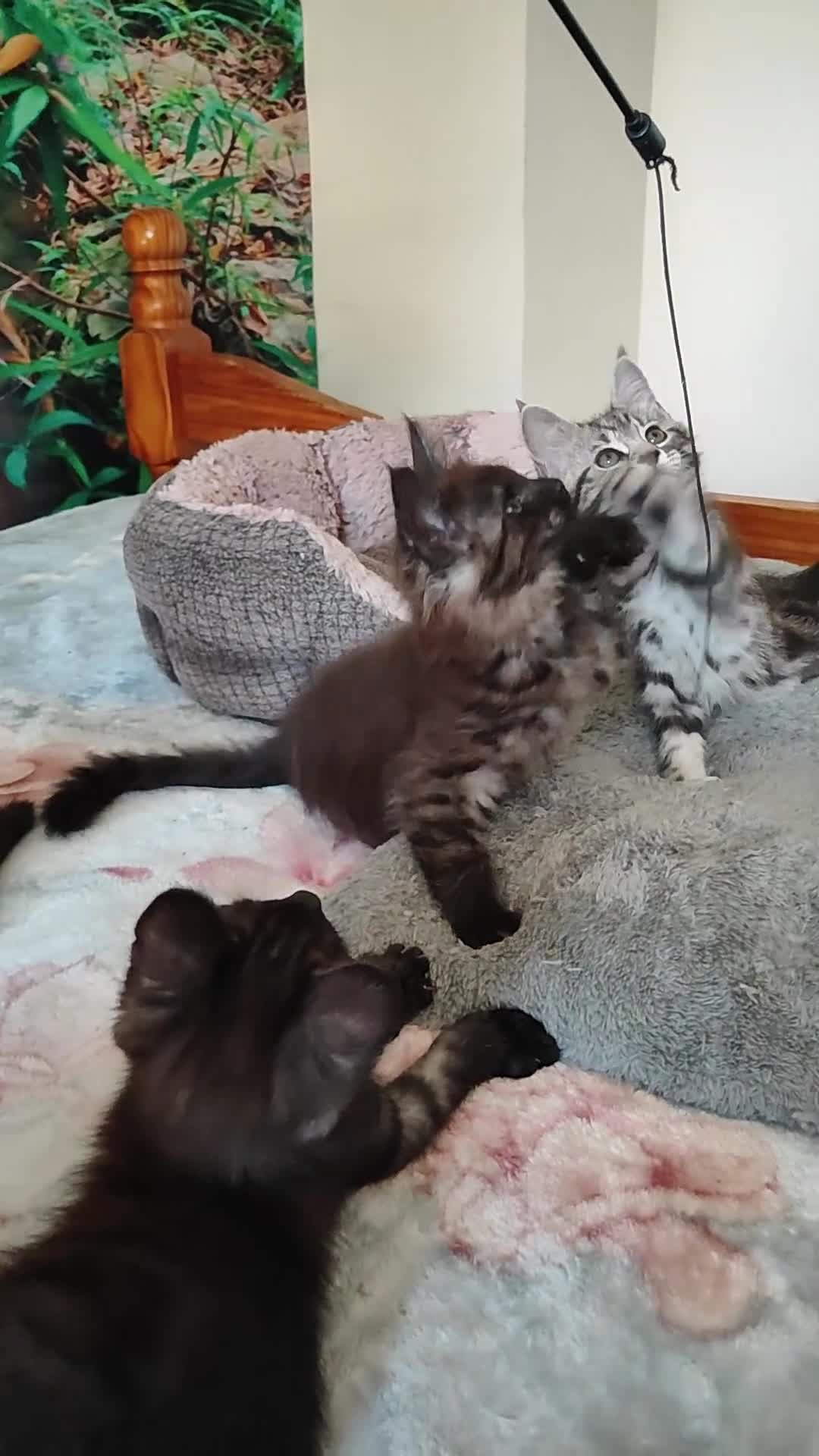 Maine Coon cats for sale: Beautiful Maincoon cross kittens  - Video 2