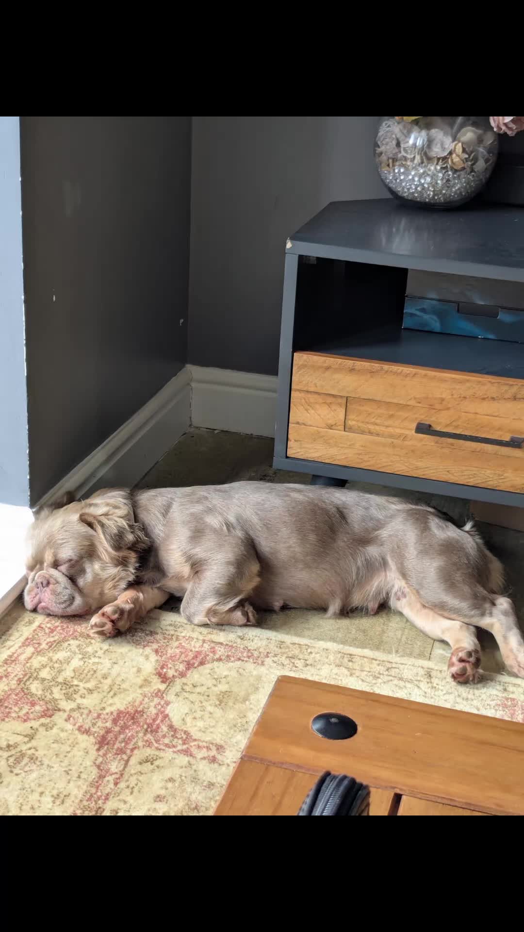French Bulldog dogs for sale: Female fluffy French bulldog  - Video 1