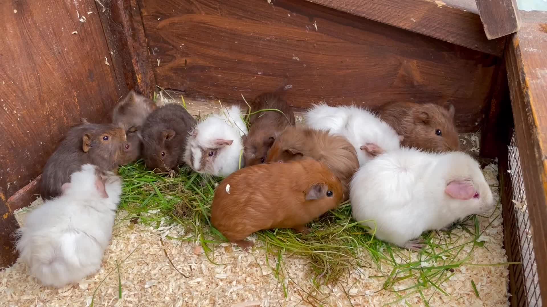 Guinea Pig rodents for sale: little piggies  - Video 2