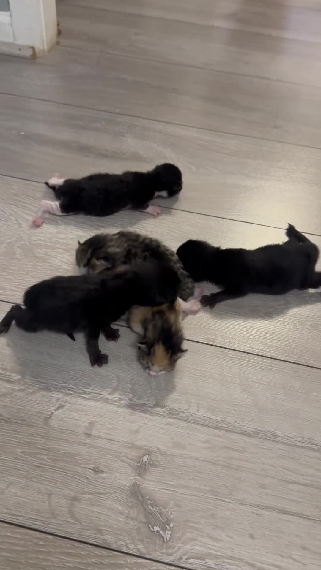 Mixed Breed cats for sale: Cute kittens - Video 1