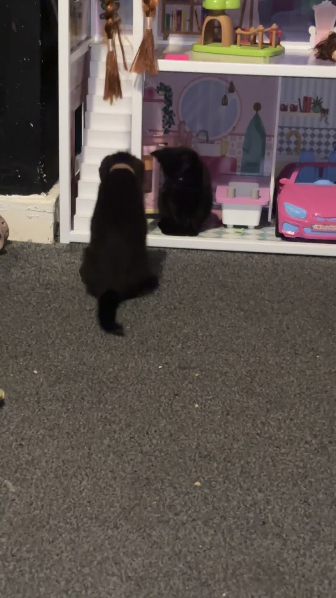 Bombay cats for sale: 2 beautiful baby kittens  - Video 1
