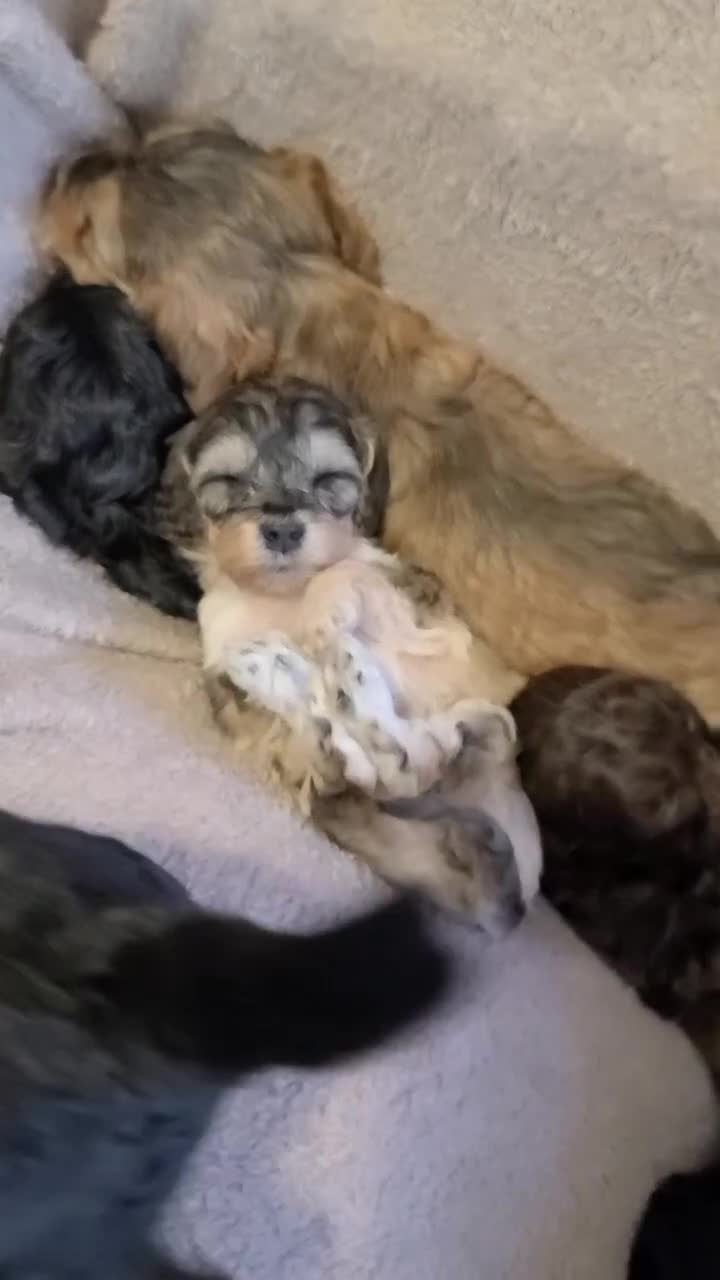Cockapoo dogs for sale: Super Socialised F1 Cockapoo Puppies. DNA TESTED.  - Video 1