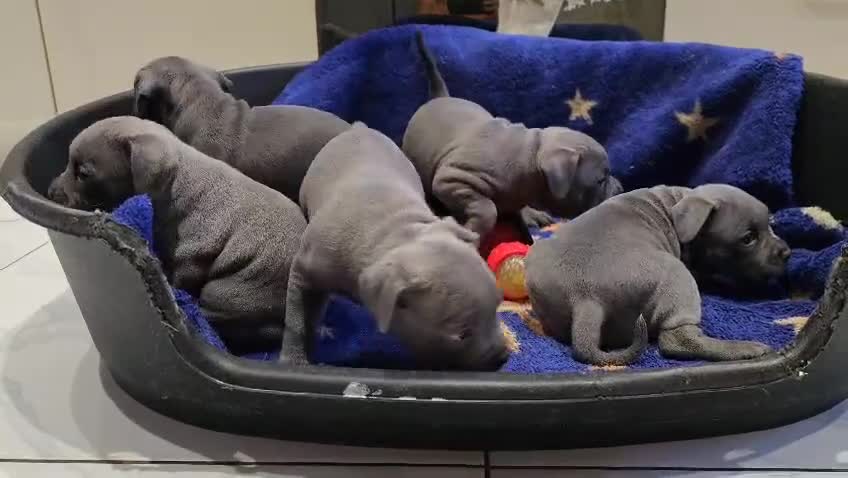 Staffordshire Bull Terrier dogs for sale: Blue Staffies Kc Registered - Video 1
