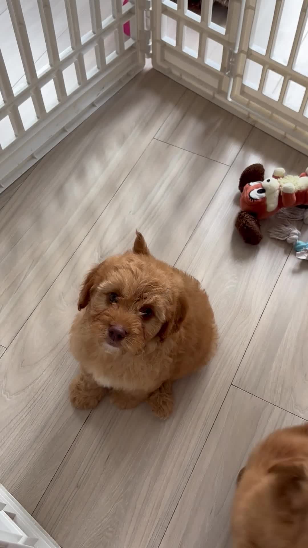 Cavapoo dogs for sale: Cavapoo leave 8th June  - Video 1